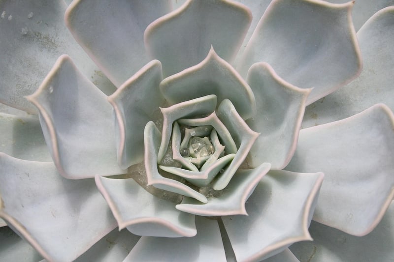 Exotic Plants