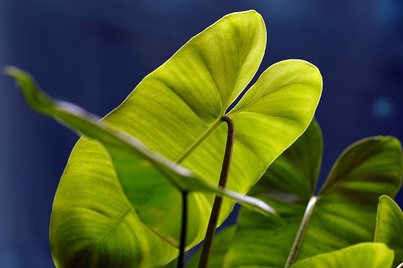 Alocasia 'Polly'