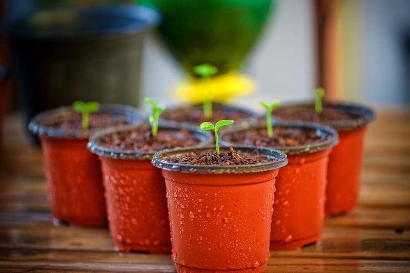 Greenhouse Plants
