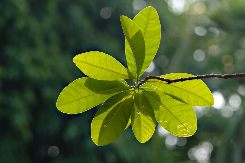 Plant Growth