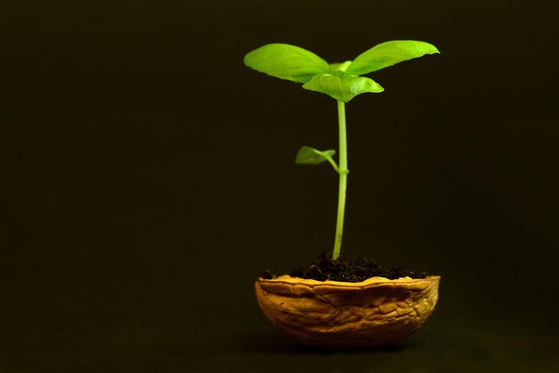 Plant Growth